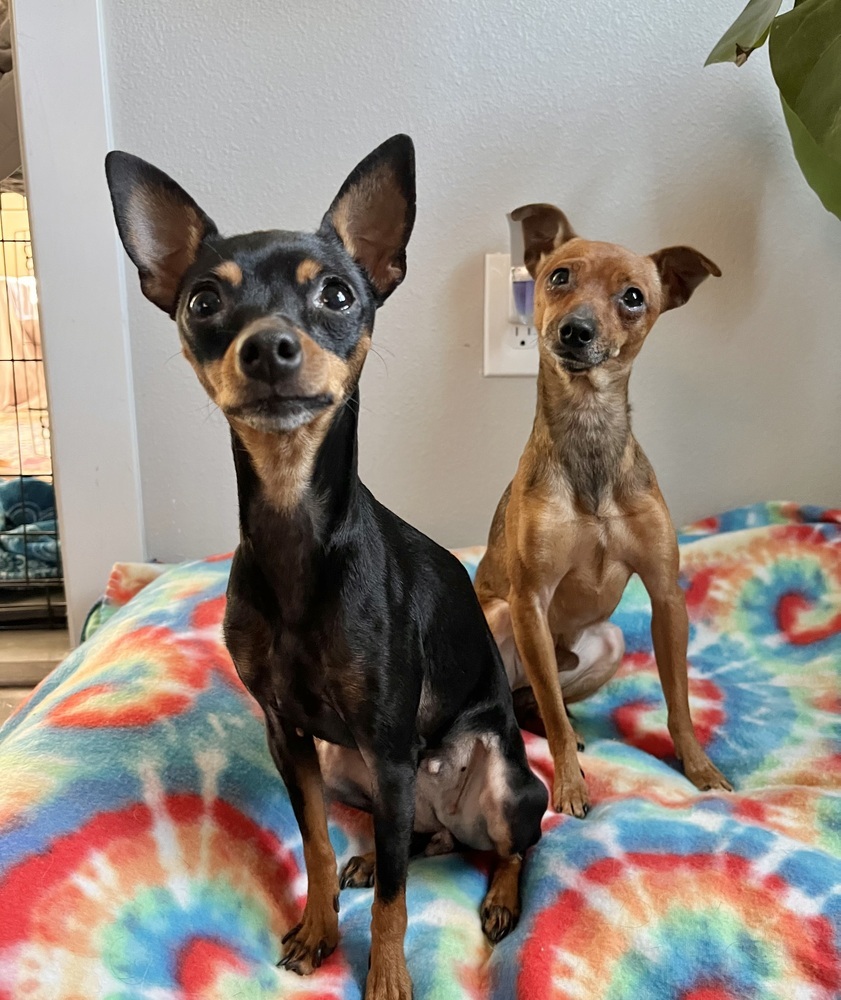 Finch, an adoptable Miniature Pinscher, Chihuahua in Boulder, CO, 80305 | Photo Image 5