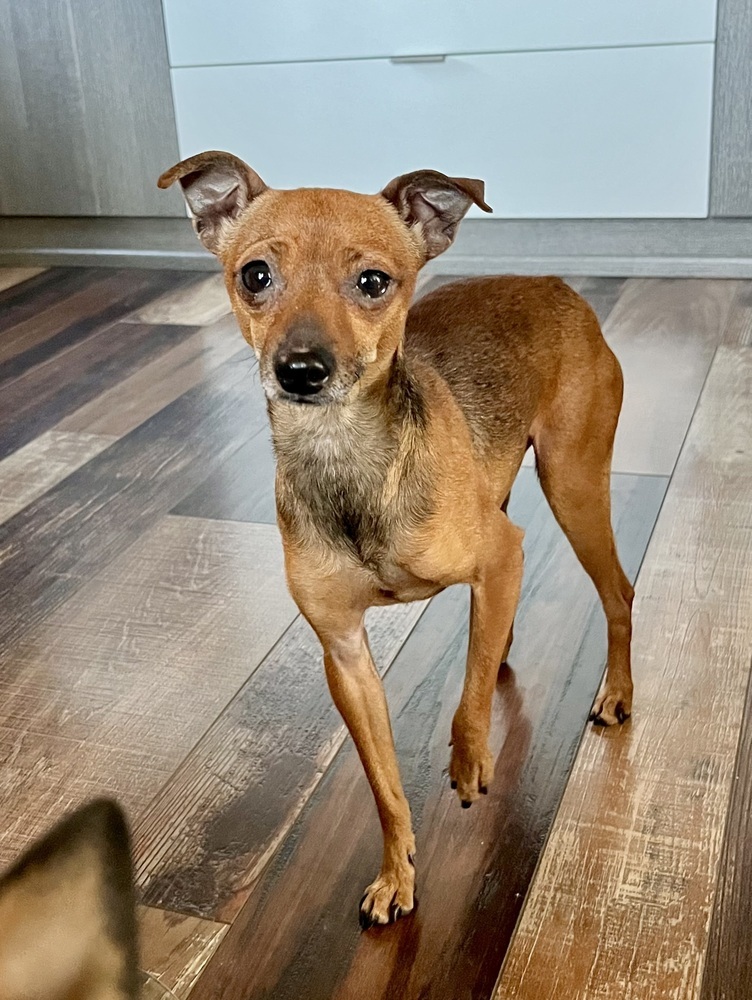 Finch, an adoptable Miniature Pinscher, Chihuahua in Boulder, CO, 80305 | Photo Image 6