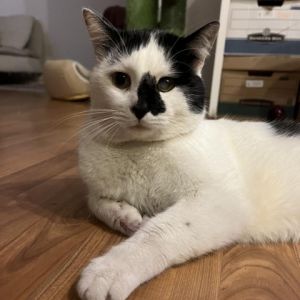 Beluga Domestic Short Hair Cat