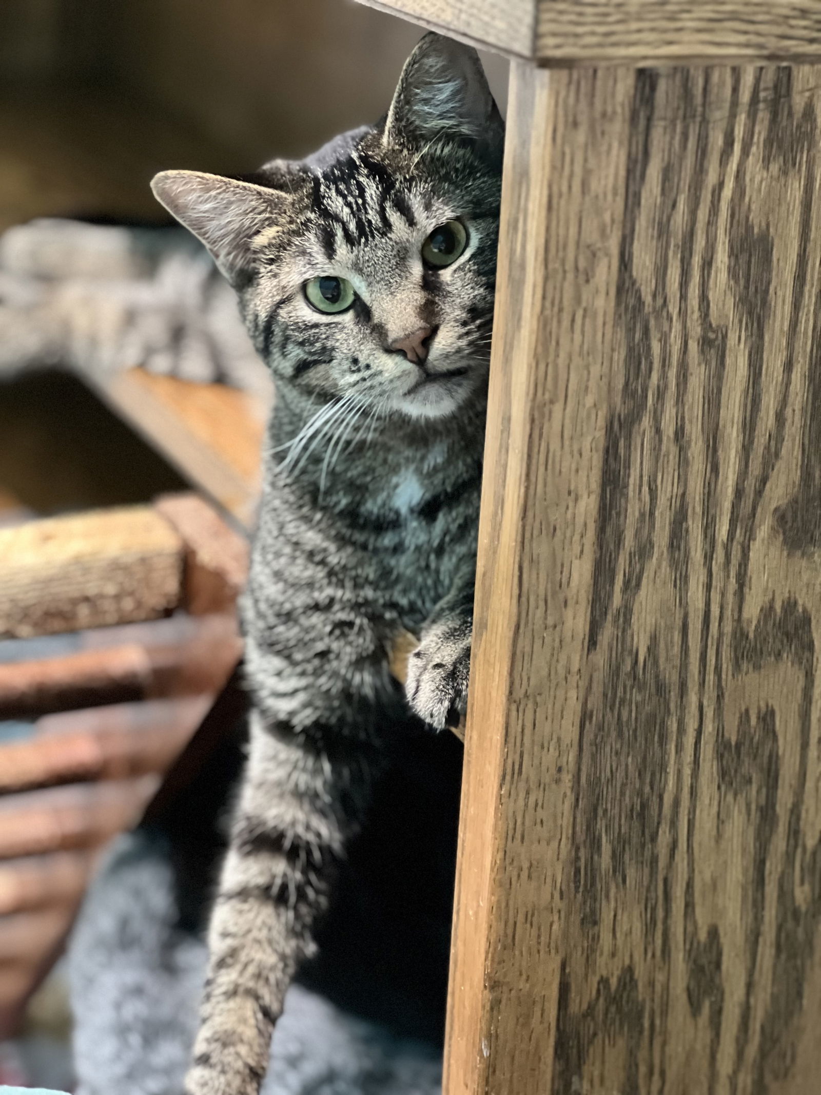 Hardee, an adoptable Domestic Short Hair in Estherville, IA, 51334 | Photo Image 1