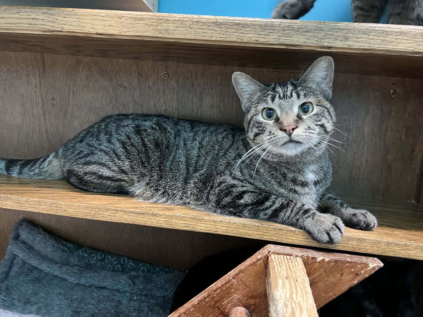 Hardee, an adoptable Domestic Short Hair in Estherville, IA, 51334 | Photo Image 2