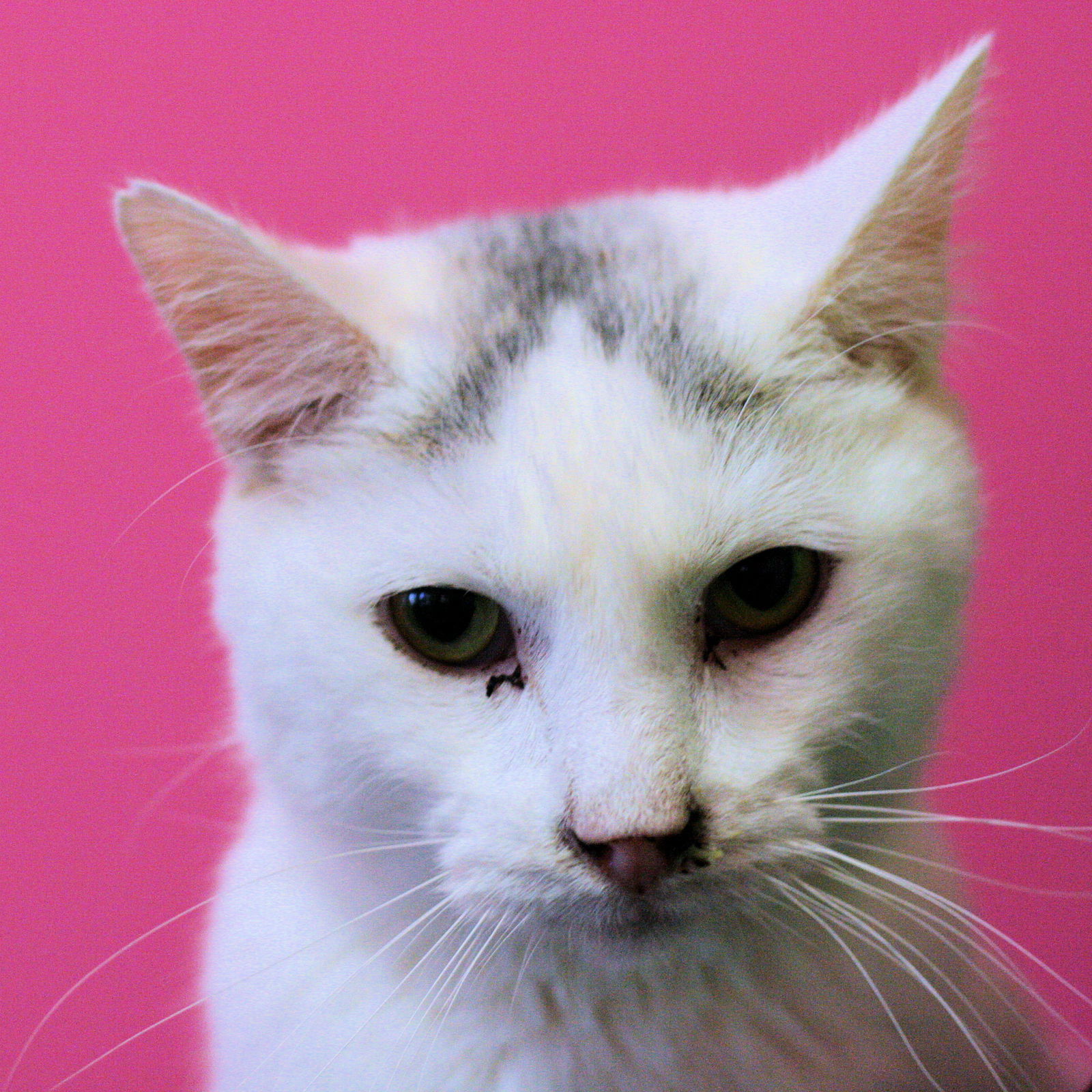 Whitey, an adoptable Domestic Short Hair in Estherville, IA, 51334 | Photo Image 1