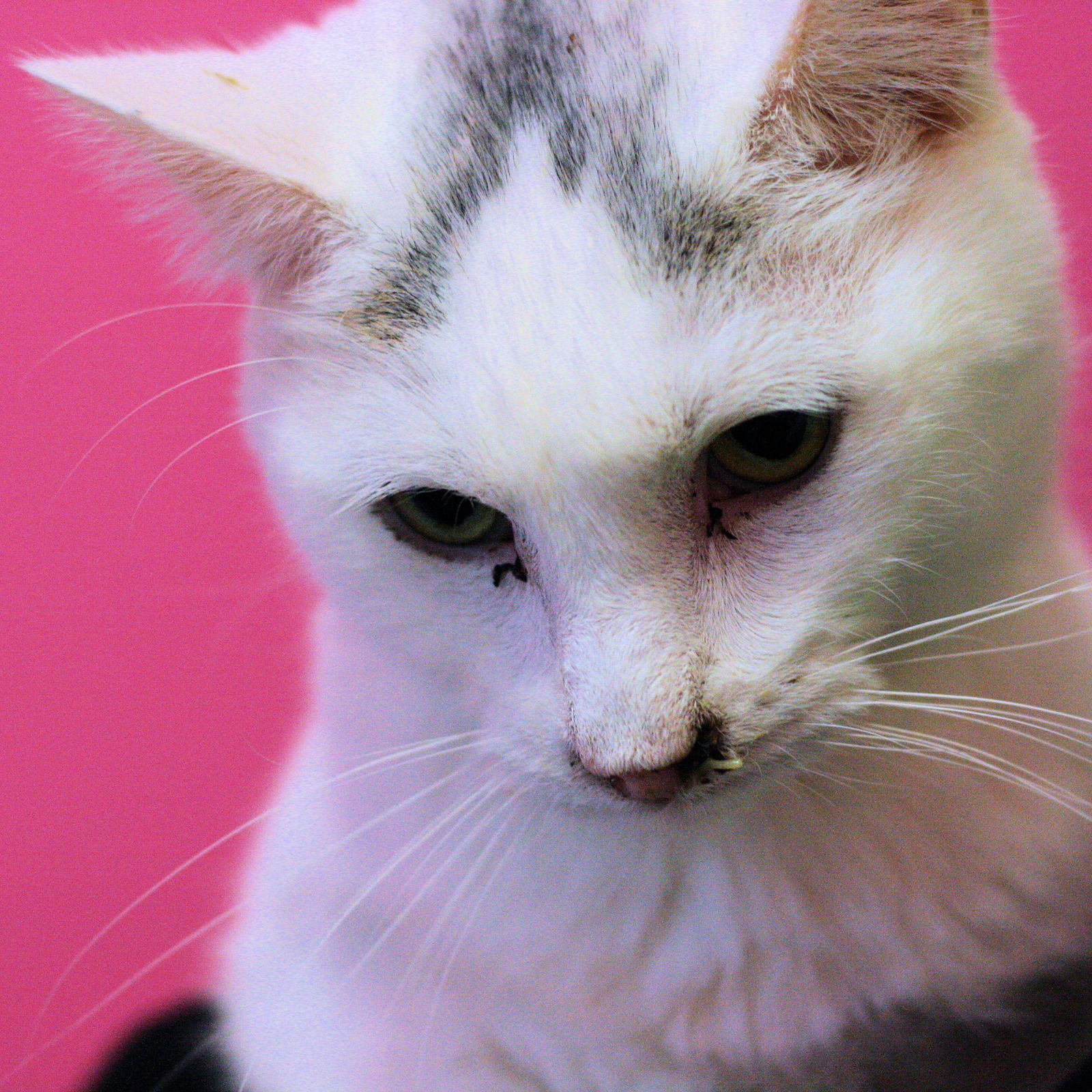 Whitey, an adoptable Domestic Short Hair in Estherville, IA, 51334 | Photo Image 2