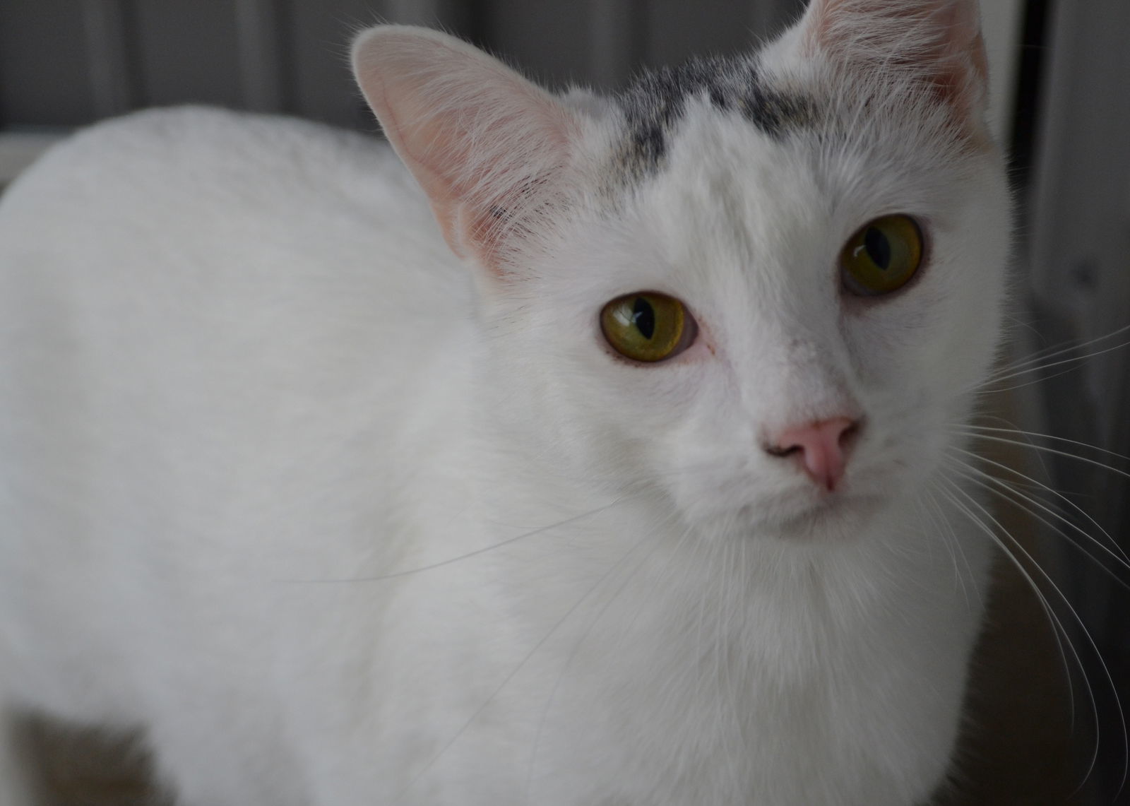 Whitey, an adoptable Domestic Short Hair in Estherville, IA, 51334 | Photo Image 3