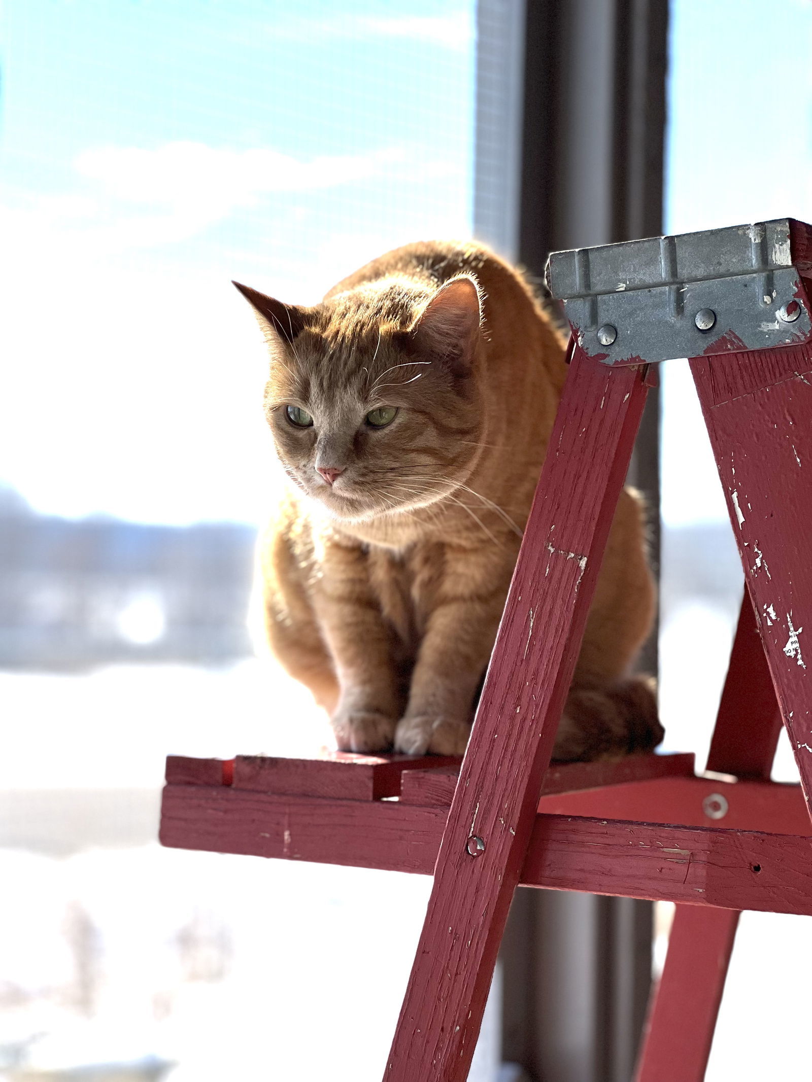 Riley, an adoptable Domestic Short Hair in Estherville, IA, 51334 | Photo Image 1