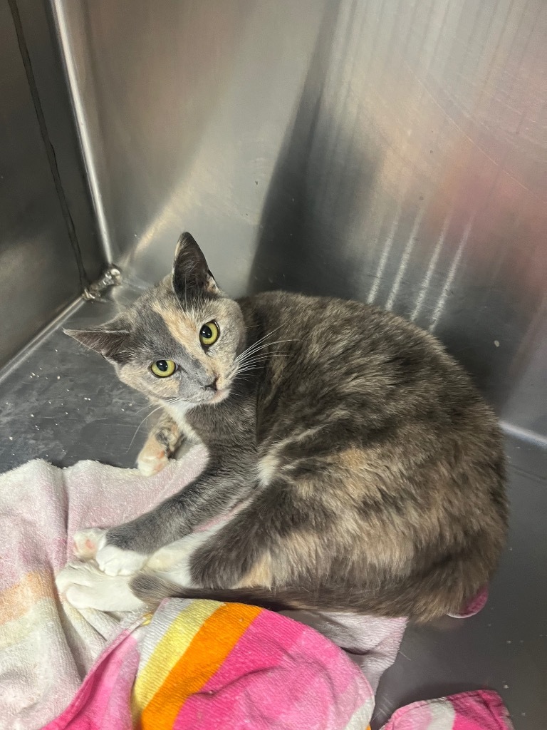 J53, an adoptable Domestic Short Hair in Mullins, SC, 29574 | Photo Image 1