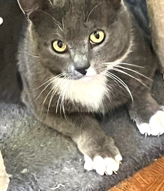 Smokey, an adoptable Domestic Short Hair in Ogden, UT, 84409 | Photo Image 1