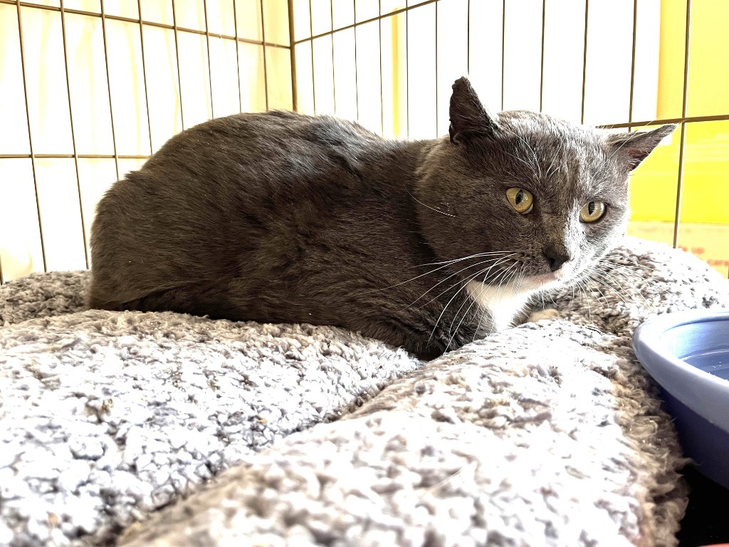 Smokey, an adoptable Domestic Short Hair in Ogden, UT, 84409 | Photo Image 2