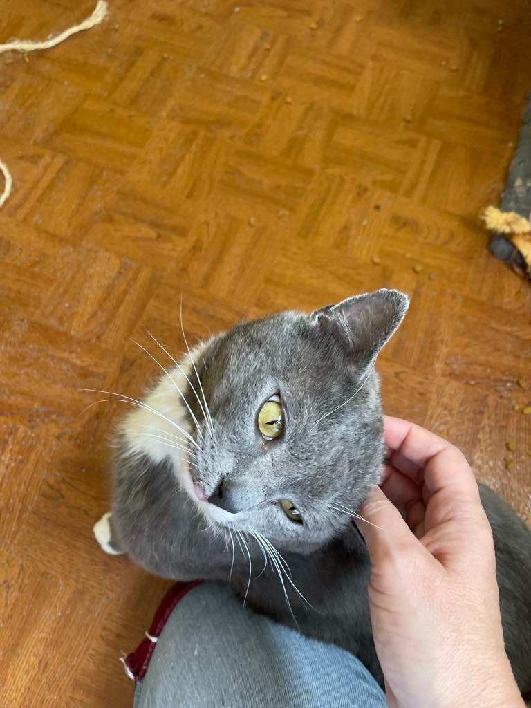 Smokey, an adoptable Domestic Short Hair in Ogden, UT, 84409 | Photo Image 2