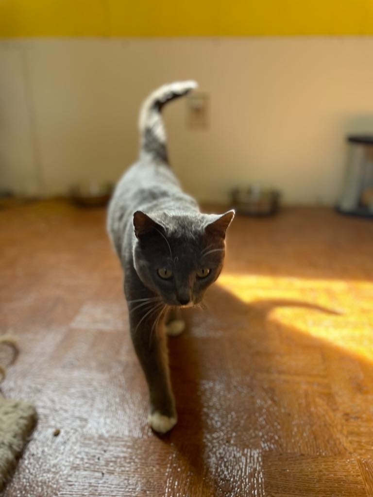 Smokey, an adoptable Domestic Short Hair in Ogden, UT, 84409 | Photo Image 3