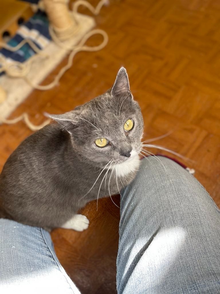 Smokey, an adoptable Domestic Short Hair in Ogden, UT, 84409 | Photo Image 4