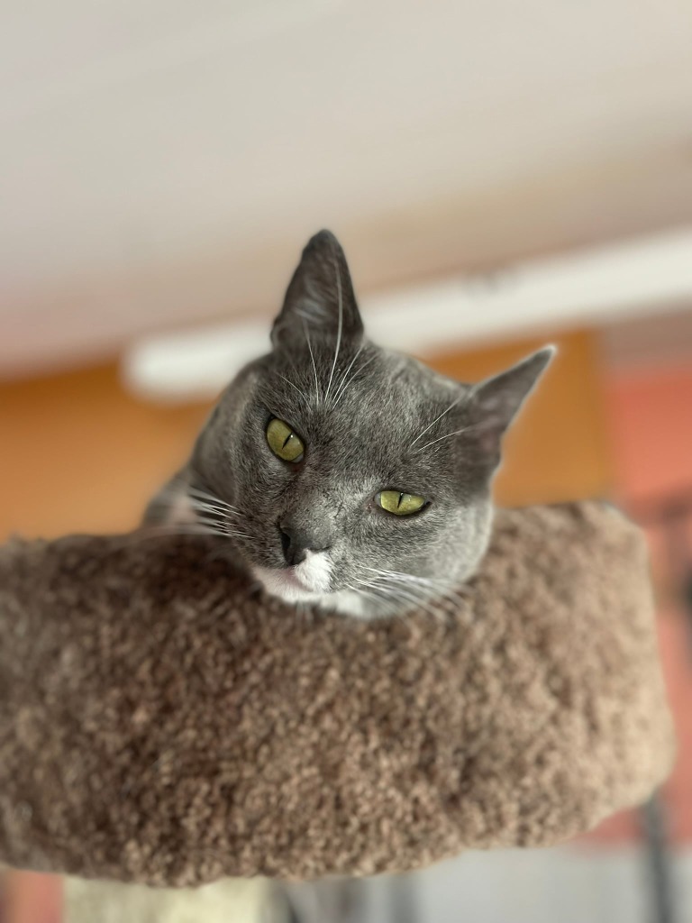 Smokey, an adoptable Domestic Short Hair in Ogden, UT, 84409 | Photo Image 5