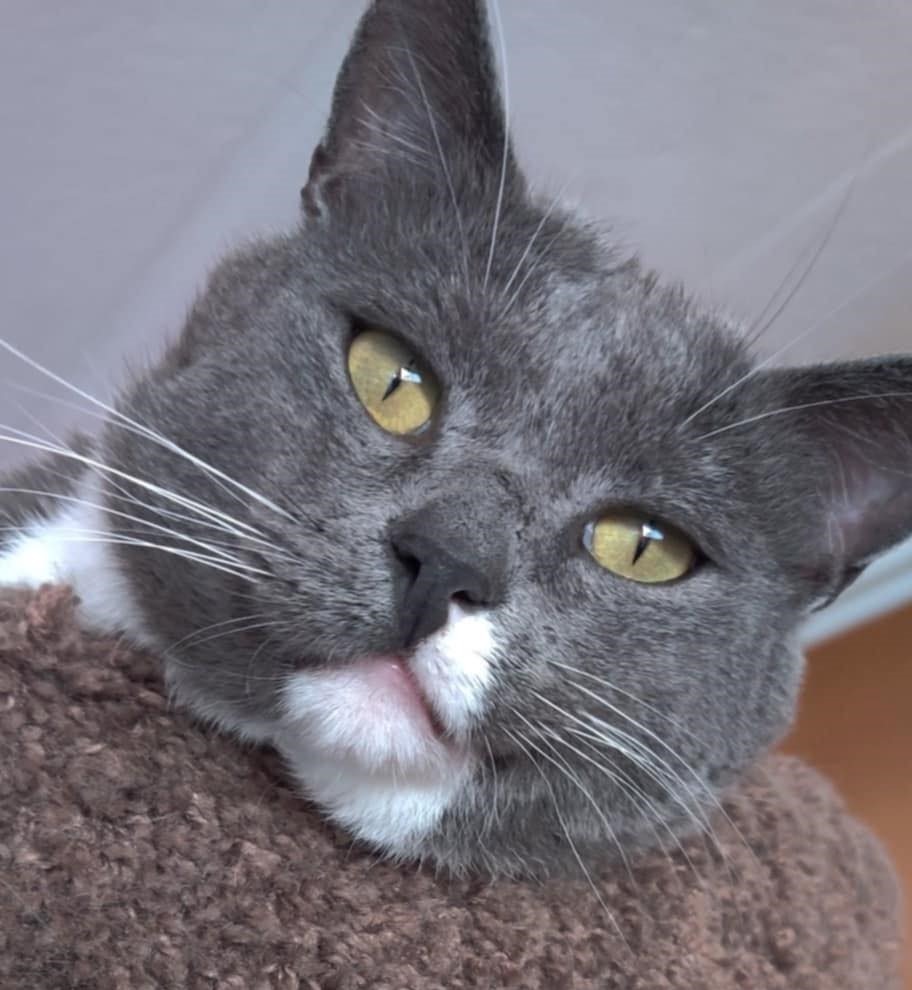 Smokey, an adoptable Domestic Short Hair in Ogden, UT, 84409 | Photo Image 6