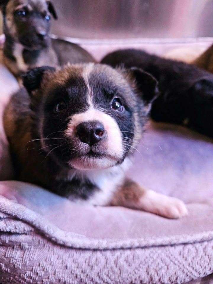 Purple best sale heeler puppies