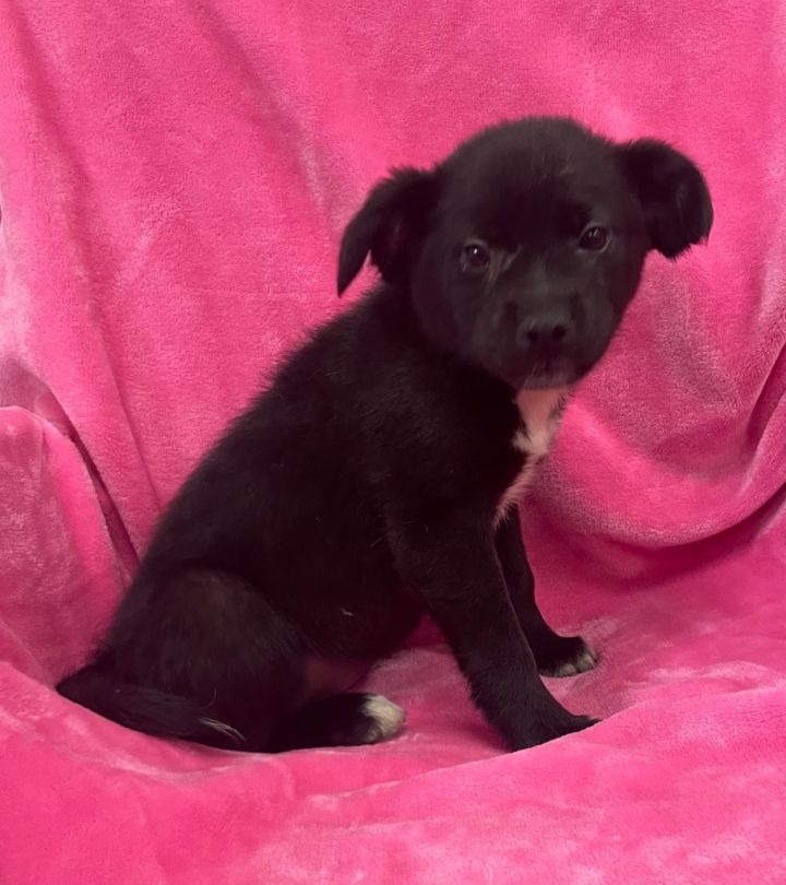 Papillon best sale lab mix