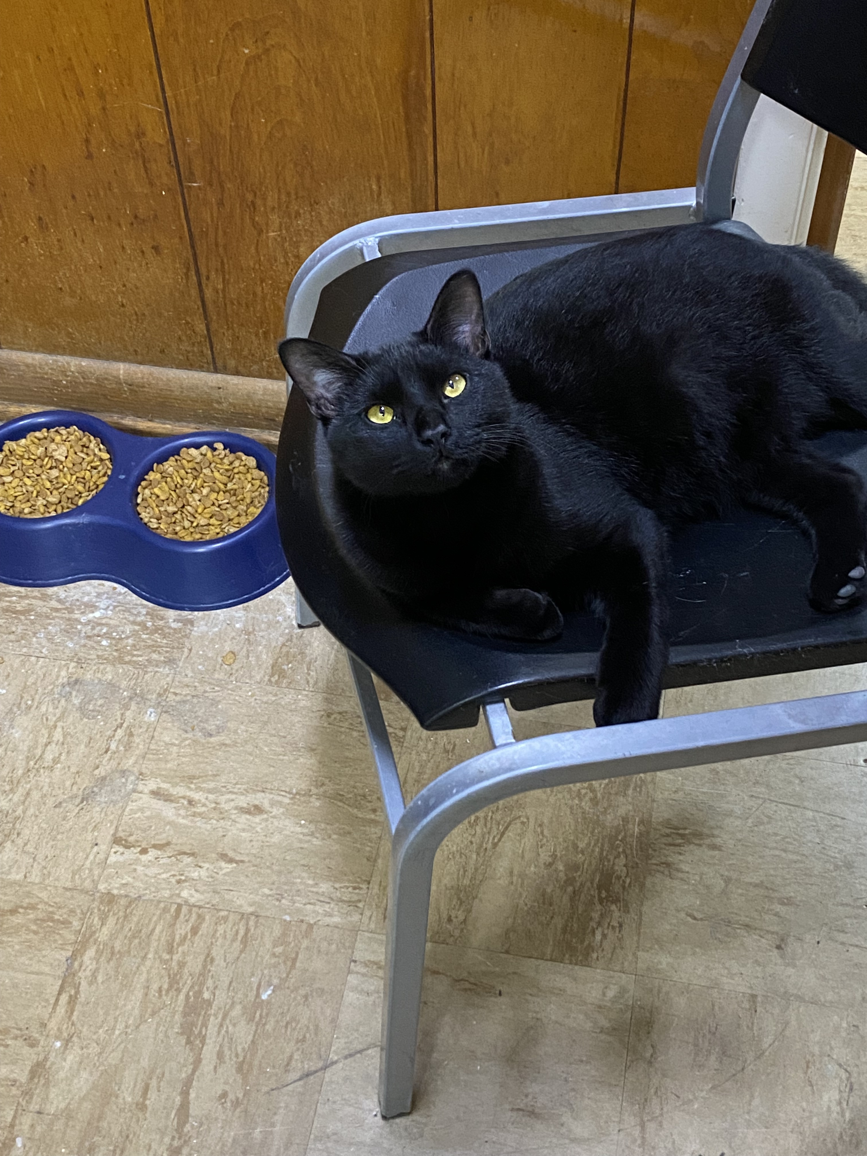 Curious George, an adoptable Domestic Short Hair in Pinson, AL, 35126 | Photo Image 1