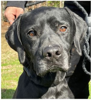 Rebel was adopted from a northeast GA shelter in 2021 but due to family circumstances he found him