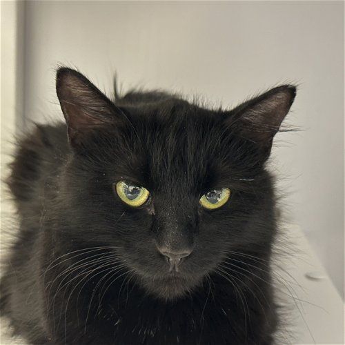 Turducken, an adoptable Domestic Medium Hair in Santa Fe, NM, 87501 | Photo Image 1