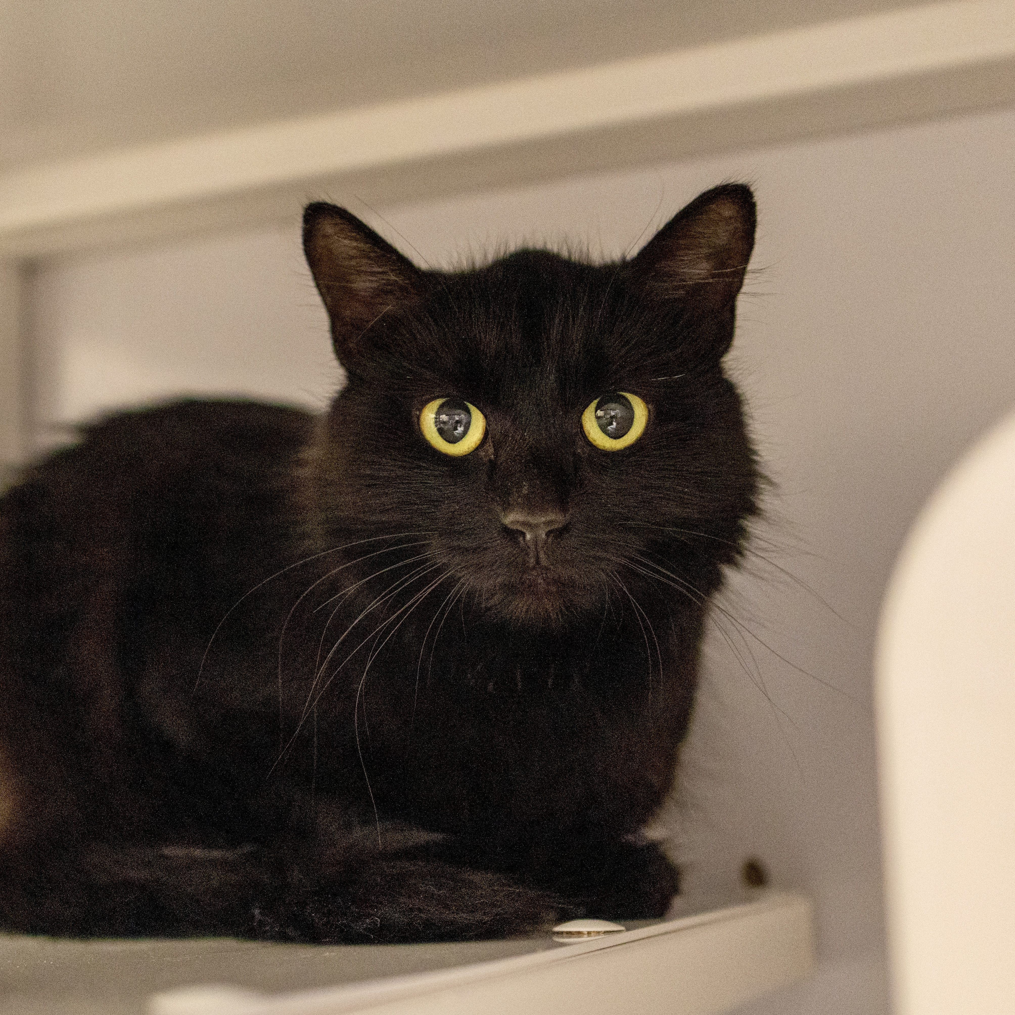 Turducken, an adoptable Domestic Medium Hair in Santa Fe, NM, 87501 | Photo Image 2