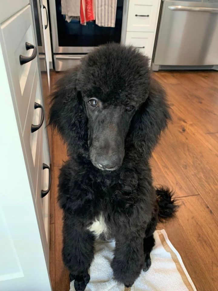 Petfinder 2024 standard poodle