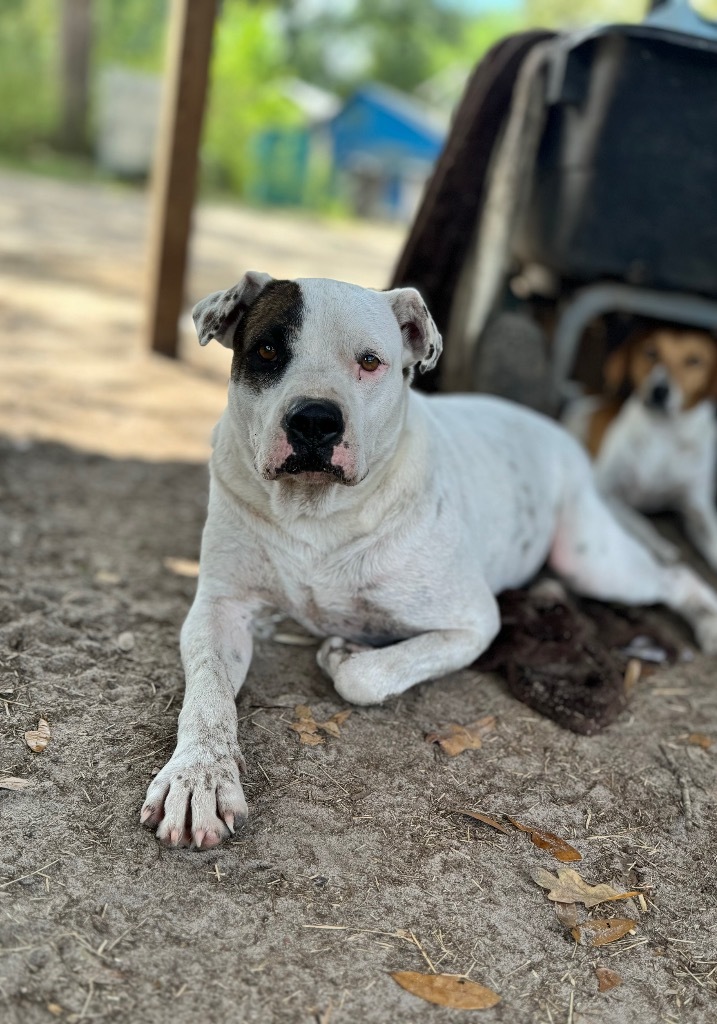 Waylon