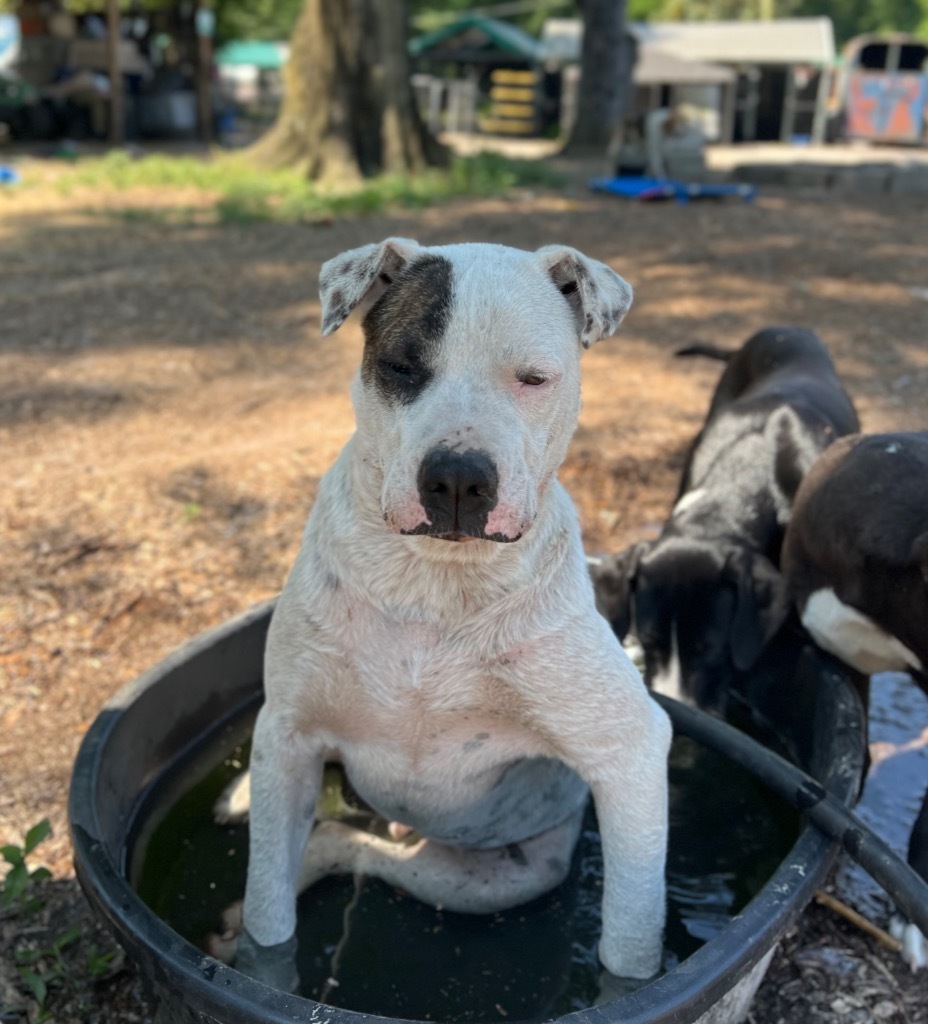 Waylon