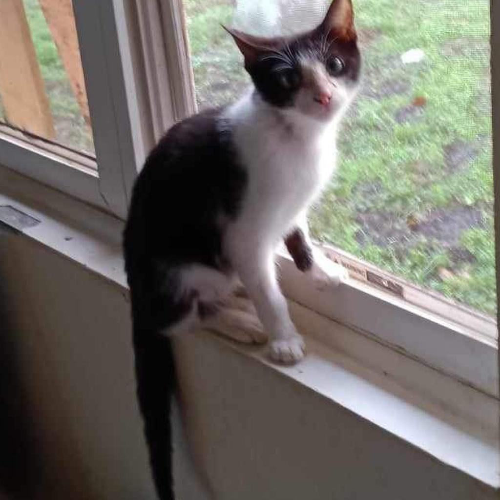 Chuckles, an adoptable Domestic Short Hair in Hinesville, GA, 31313 | Photo Image 1
