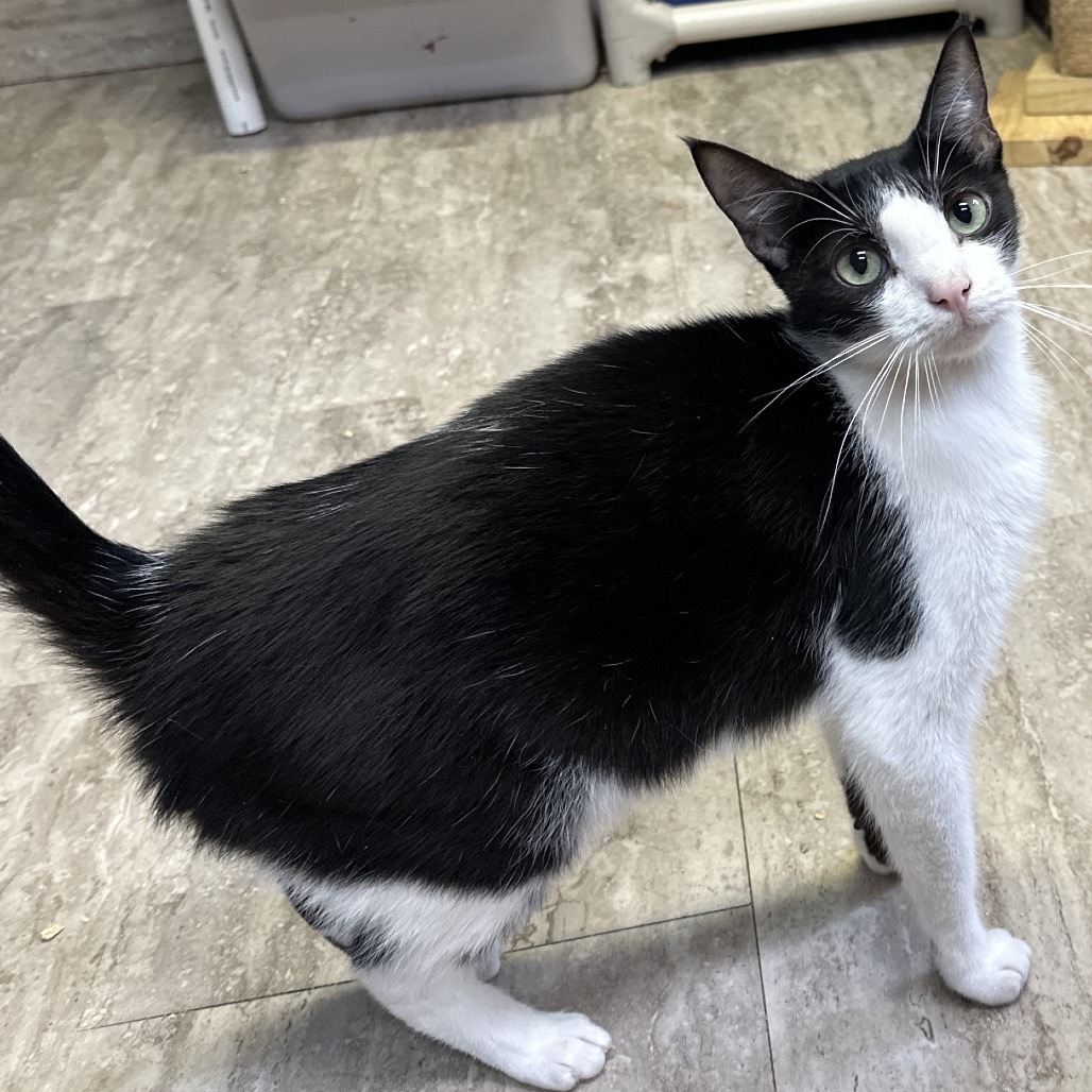 Chuckles, an adoptable Domestic Short Hair in Hinesville, GA, 31313 | Photo Image 1
