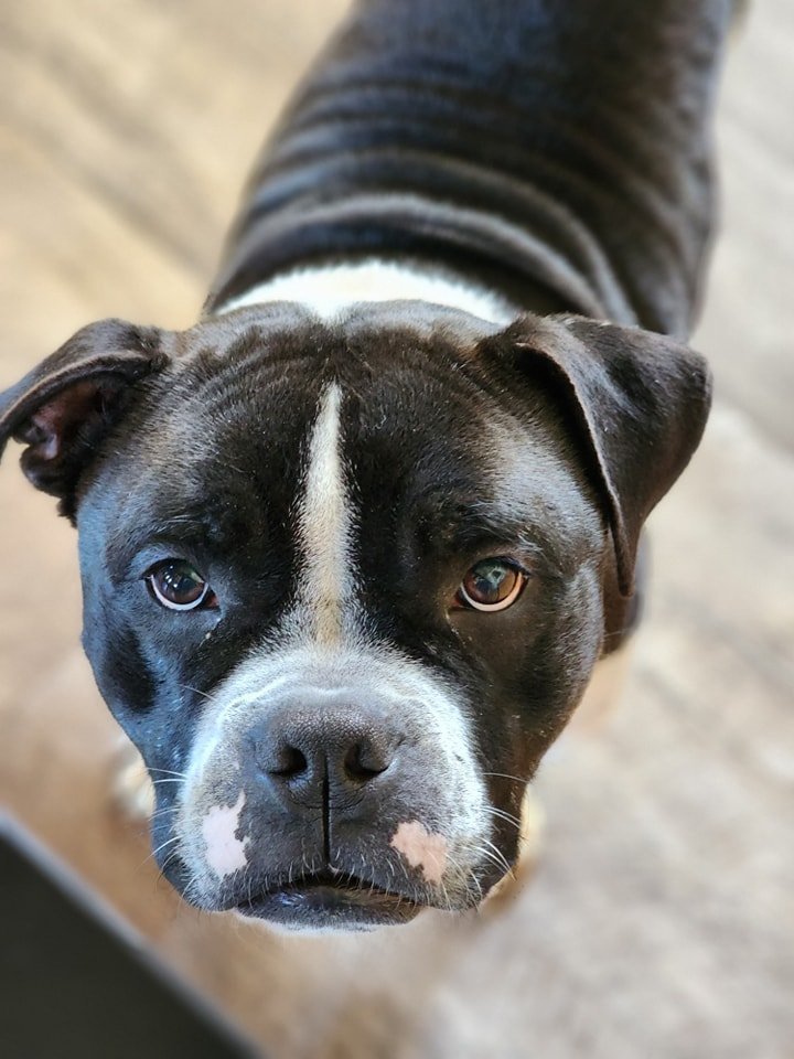 Amos, an adoptable American Bulldog in New London, WI, 54961 | Photo Image 4