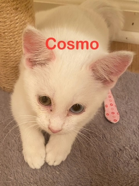 Cosmo Kitten detail page