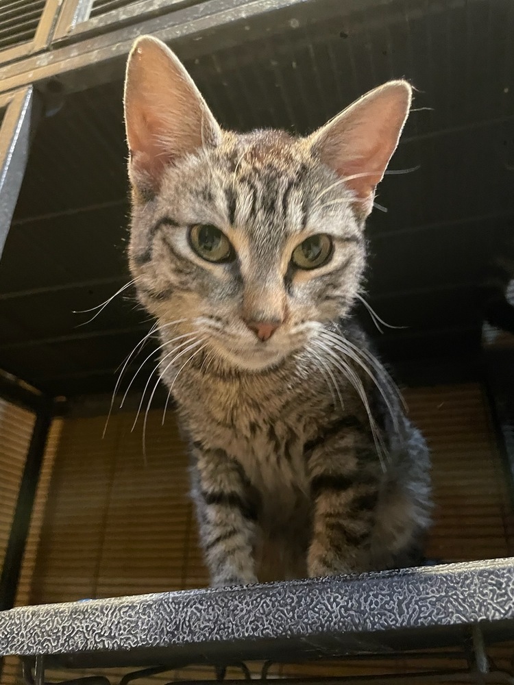 Chex, an adoptable Domestic Short Hair in Thatcher, AZ, 85552 | Photo Image 1