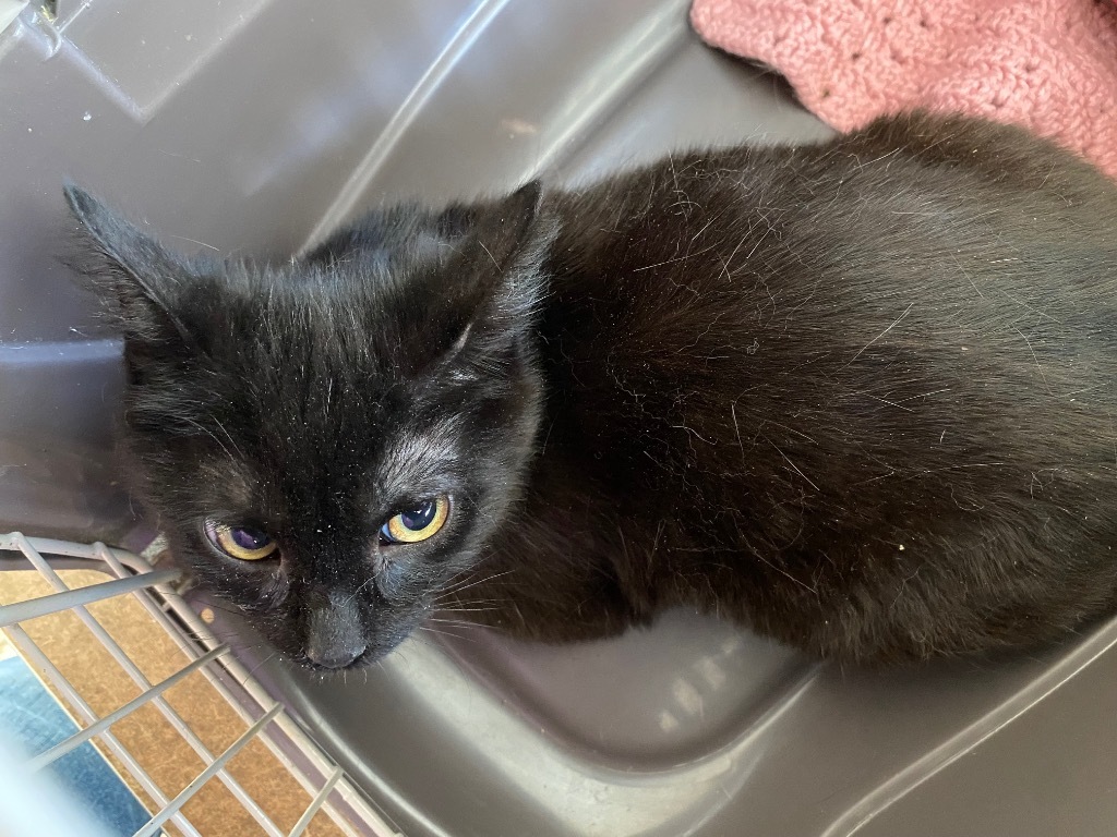 Stuart, an adoptable Domestic Short Hair in Plattsburgh, NY, 12901 | Photo Image 1