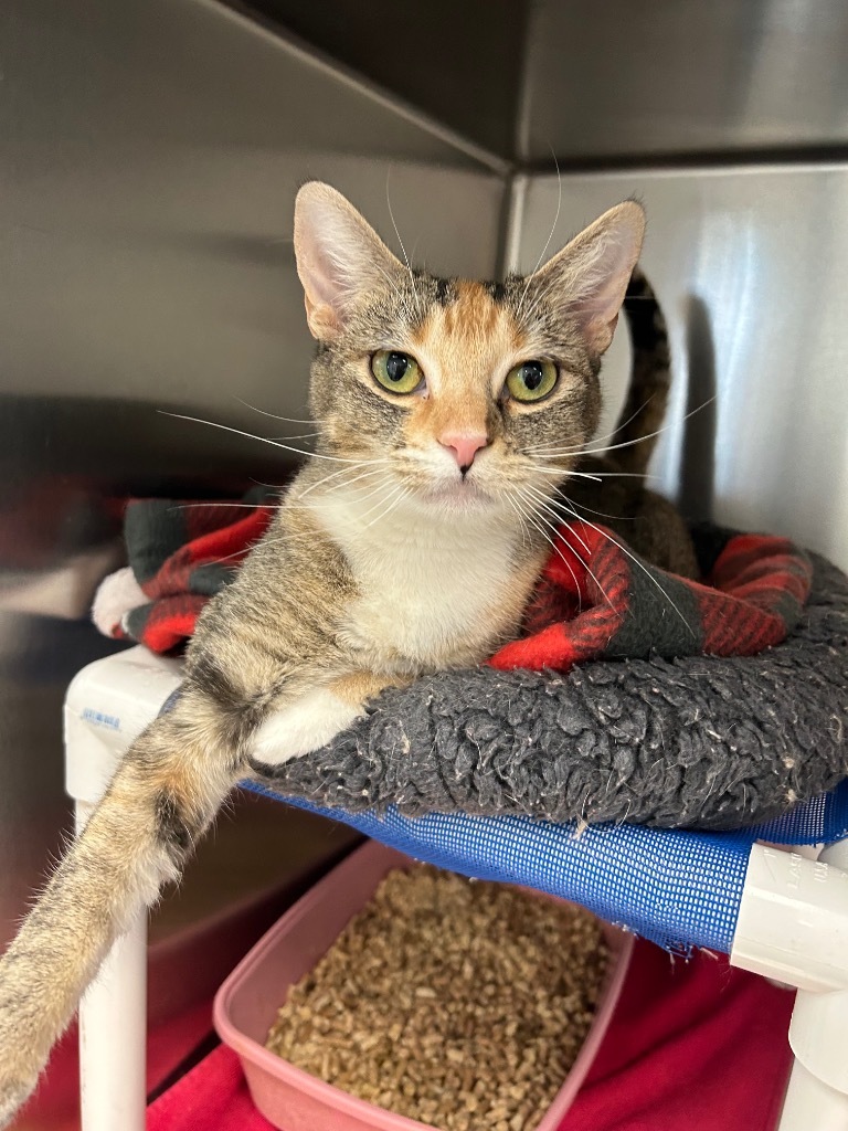 Ginger, an adoptable Domestic Short Hair in Sandy, UT, 84070 | Photo Image 1