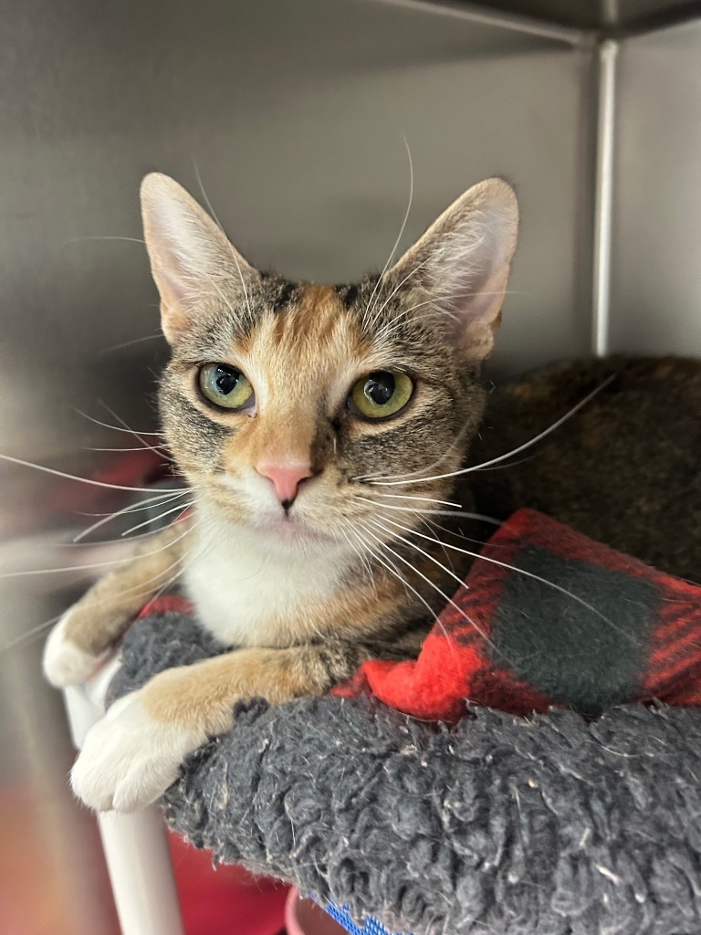 Ginger, an adoptable Domestic Short Hair in Sandy, UT, 84070 | Photo Image 2