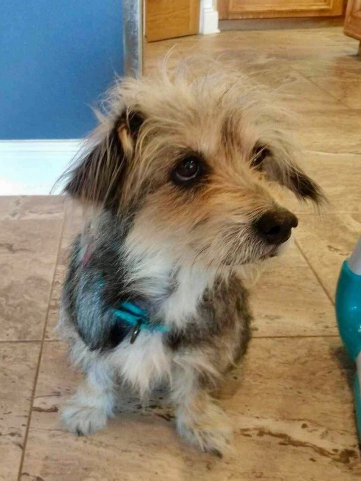 Yorkshire terrier best sale schnauzer mix