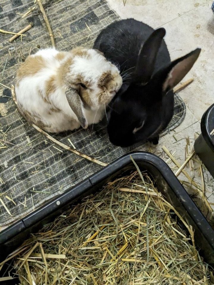 Rabbit for adoption Nutmeg bonded with Toby, a Holland Lop in Lacey