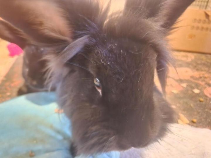Rabbit for adoption Beau bonded to Bently, a Lionhead in Lacey, WA