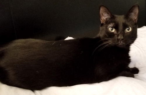 Amber - Petsmart Foster Home