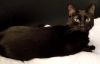Amber - Petsmart Foster Home photo 1
