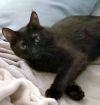 Amber - Petsmart Foster Home photo 2
