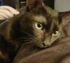 Amber - Petsmart Foster Home photo 3