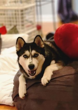 Eclipse- IN FOSTER Mixed Breed Dog