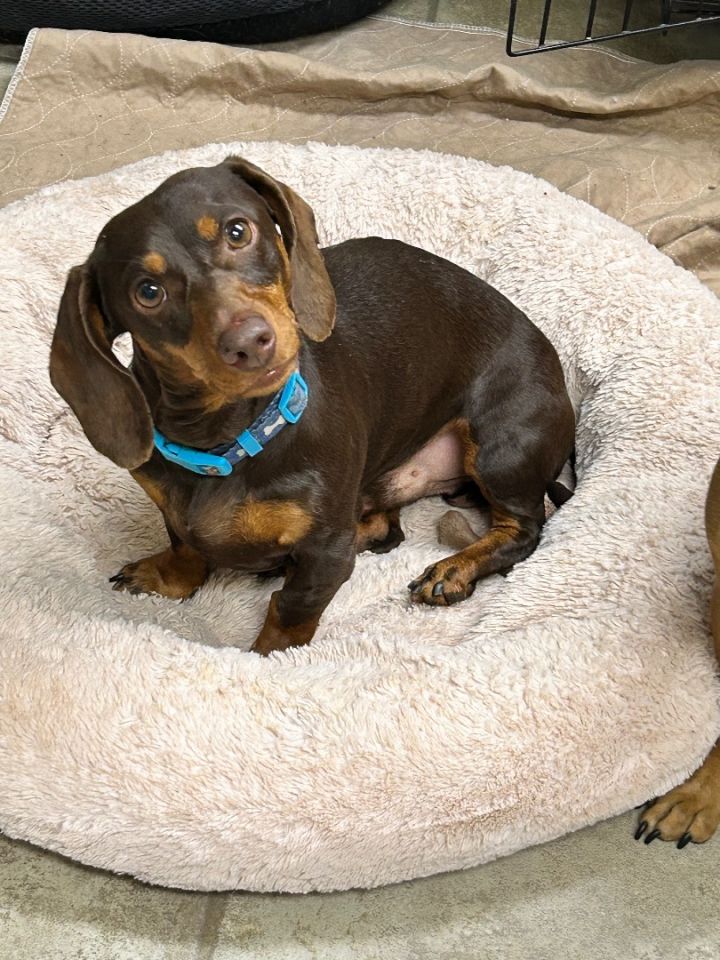 Petfinder store miniature dachshund