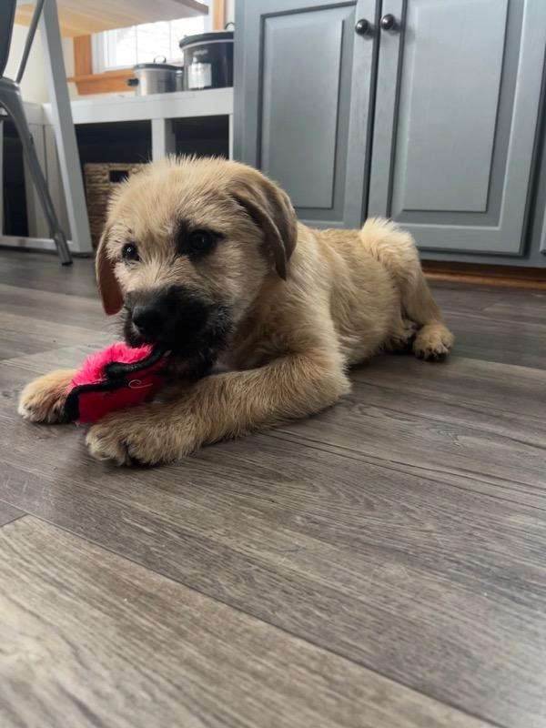 Border terrier hot sale cross labrador