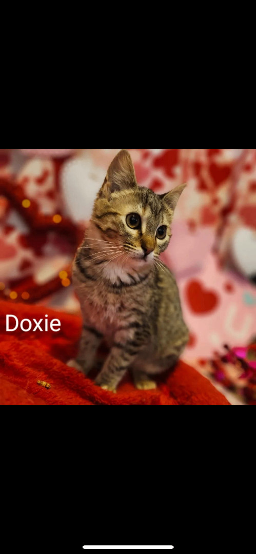 Doxie 
