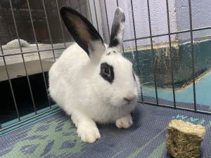 A volunteer writes When I went to introduce myself to Racoon he immediately hopped up to the front