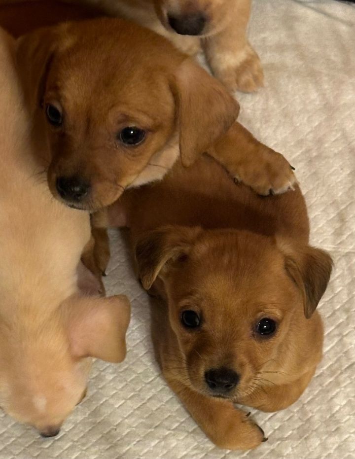 Baby chiweenies hot sale