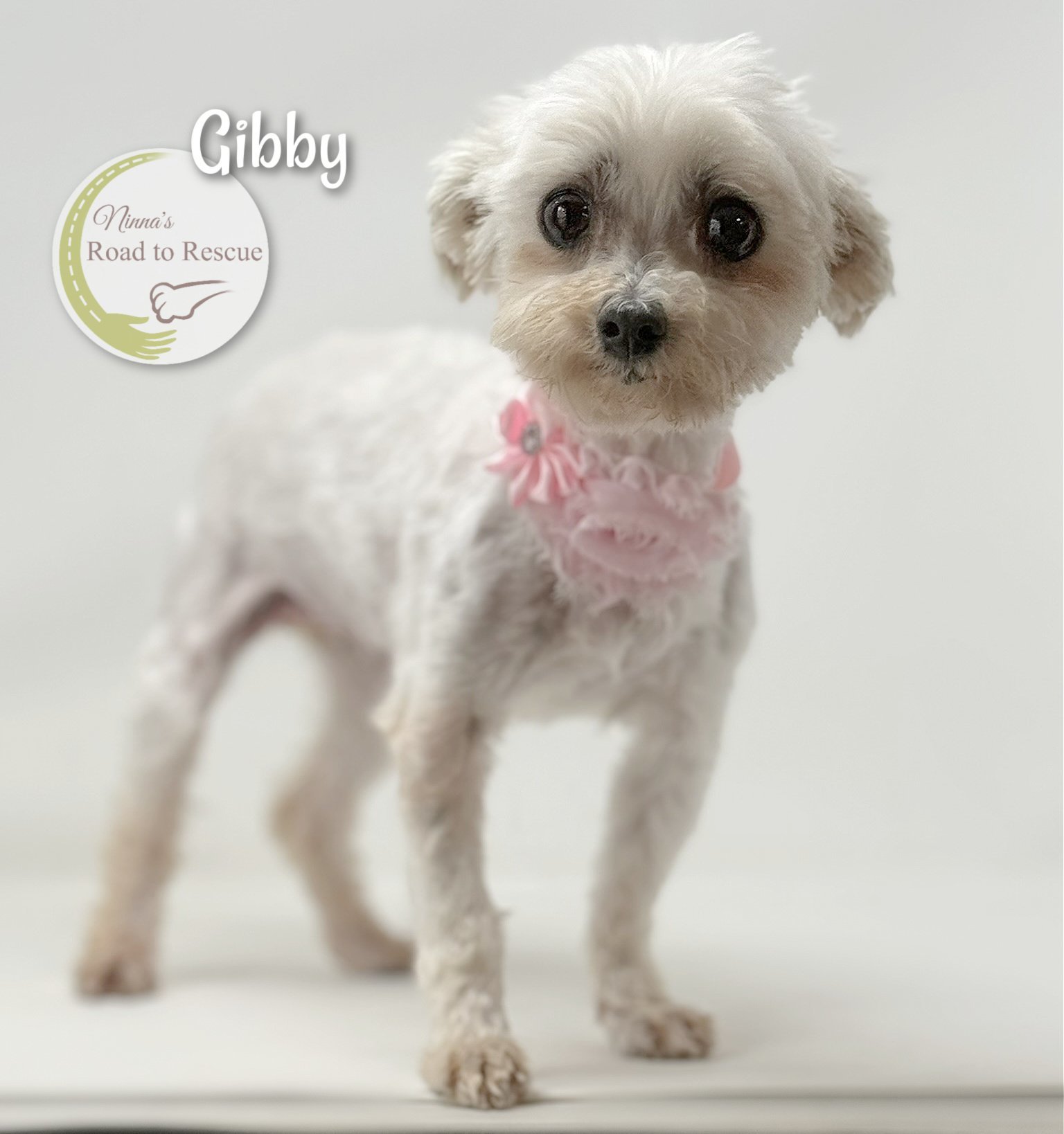Gibby (NOT YET AVAILABLE)