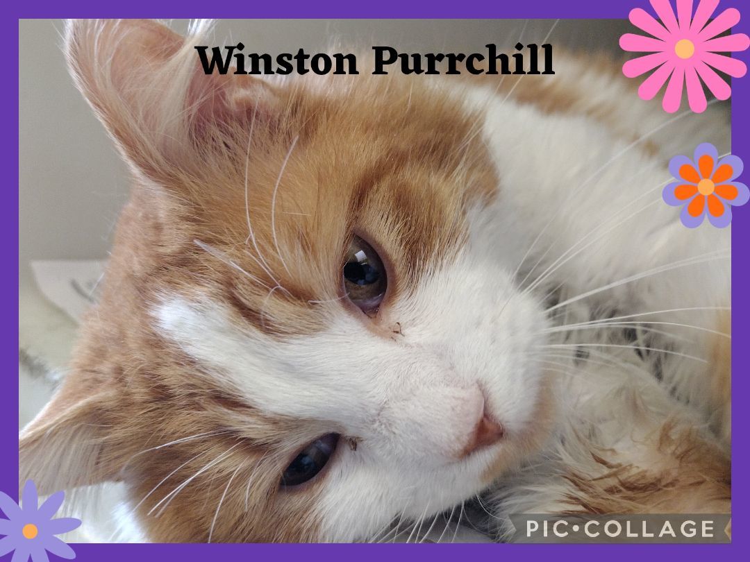 Winston Purrchill