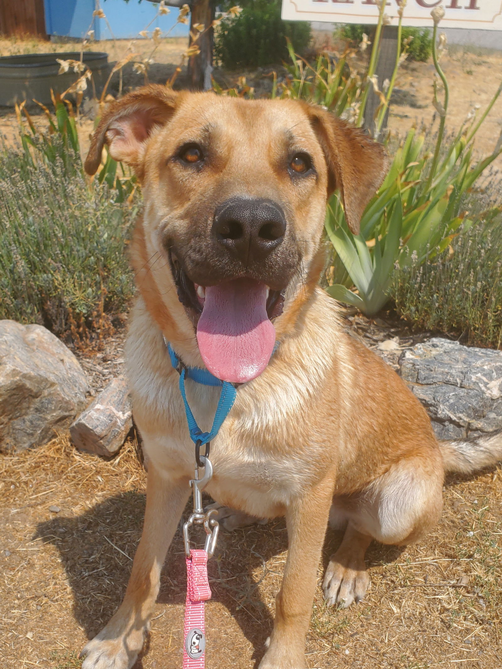 Jonas, an adoptable Black Mouth Cur in Yreka, CA, 96097 | Photo Image 1